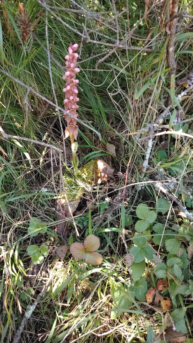 双肾草