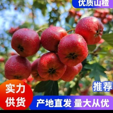 冠县大金星山楂切片山楂，罐头山楂，打奖果山楂，质量放心选