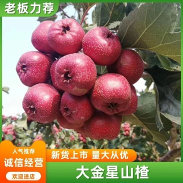 冠县大金星山楂切片山楂，罐头山楂，打奖果山楂，供商超平台