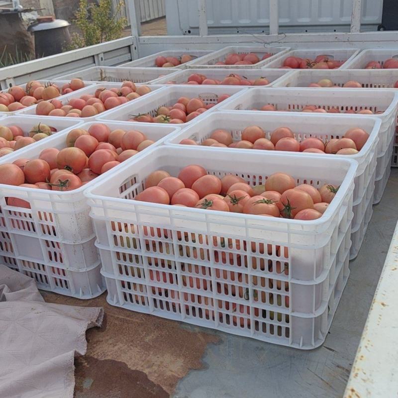 河北衡水西红柿种植基地直发一手货源视频看货稳定供货