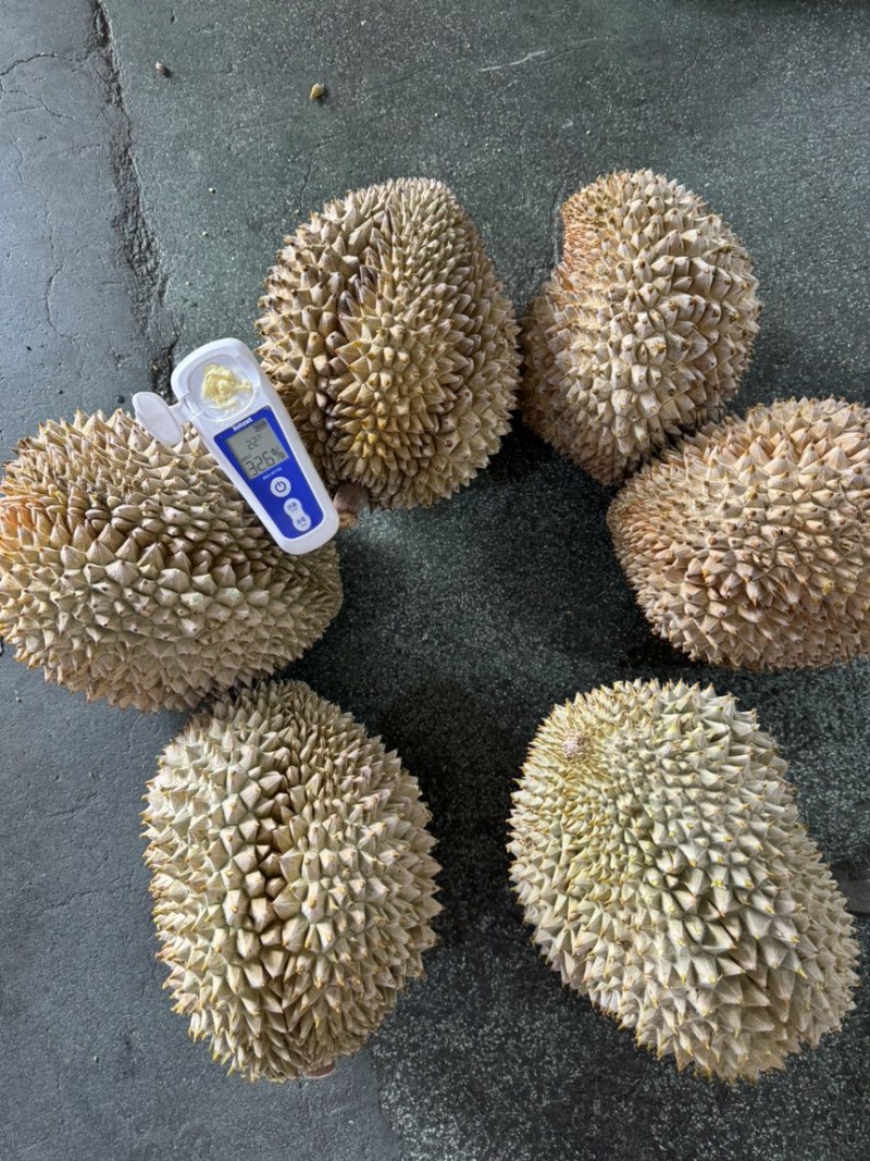 液氮金枕榴莲金枕榴莲树熟榴莲冷冻榴莲液氮果电商果干尧榴莲