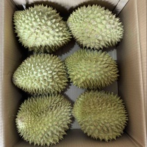 液氮干尧液氮金枕榴莲一手货源电商果货源稳定长期供应