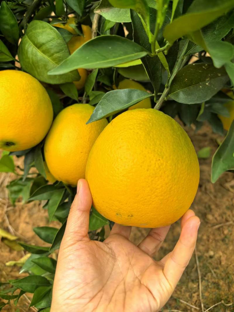 【推荐】湖北纽荷尔脐橙甜蜜多汁供应市场商超电商量大价优