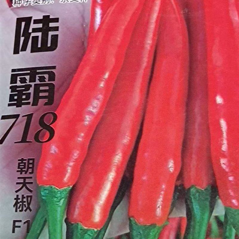 大果艳红朝天椒种子肉厚腔实耐老果面光滑亮度好把长把粗硬度