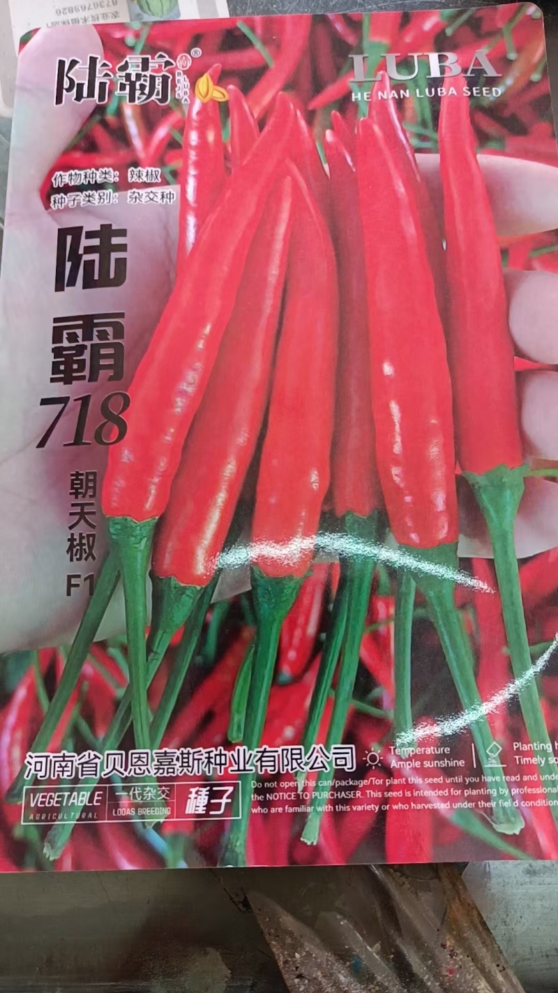 大果艳红朝天椒种子肉厚腔实耐老果面光滑亮度好把长把粗硬度