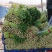 文图拉芹菜现货供应