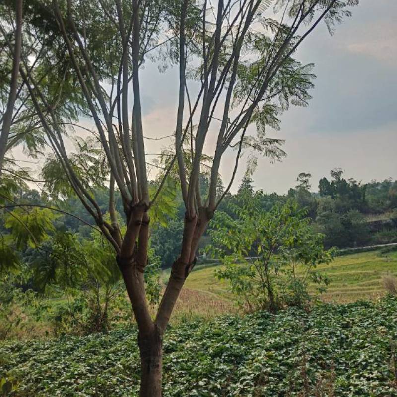 泸县蓝花楹新鲜上市，**特惠，快来选购！