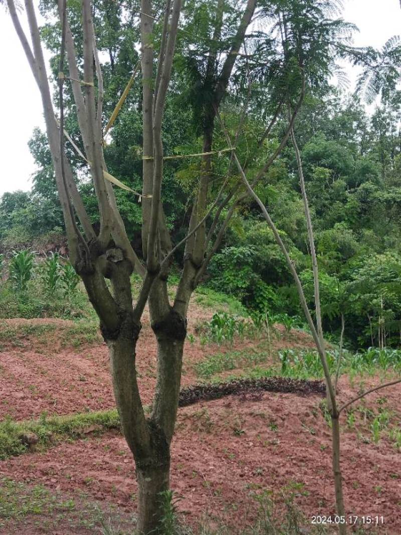 泸县蓝花楹新鲜上市，**特惠，快来选购！