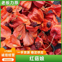 红菇娘规格齐全诚信经营多年老店产地直发
