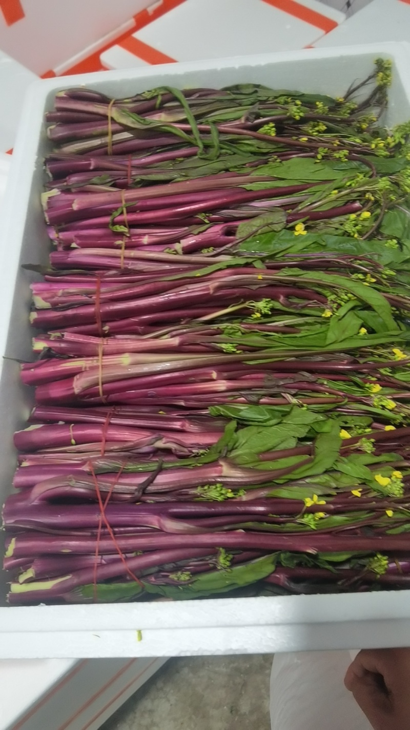 湖北新鲜红菜苔，农家自种菜苔新鲜蔬菜红菜苔