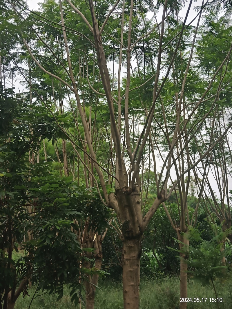泸县蓝花楹新鲜上市，**特惠，快来选购！