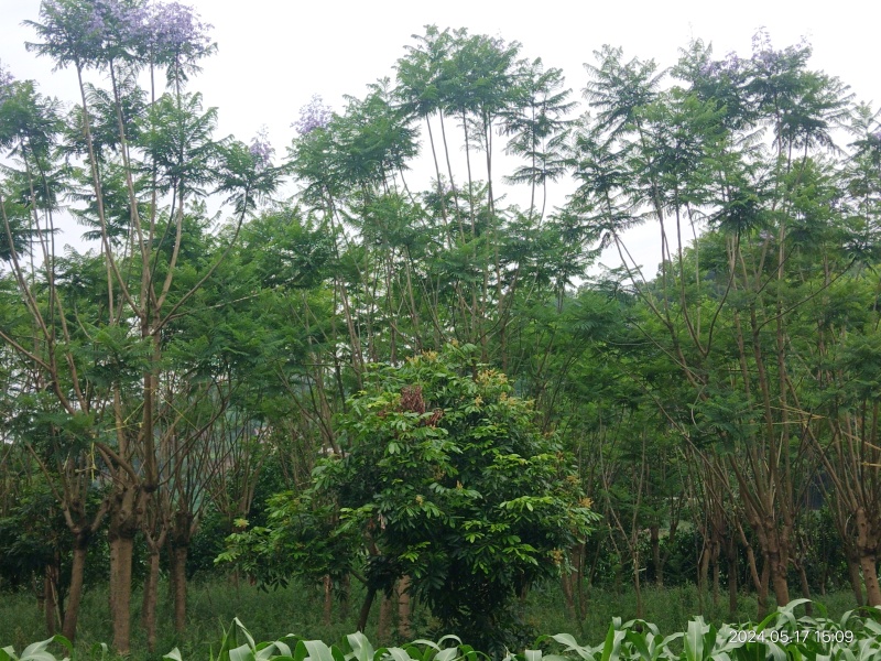 泸县蓝花楹新鲜上市，**特惠，快来选购！