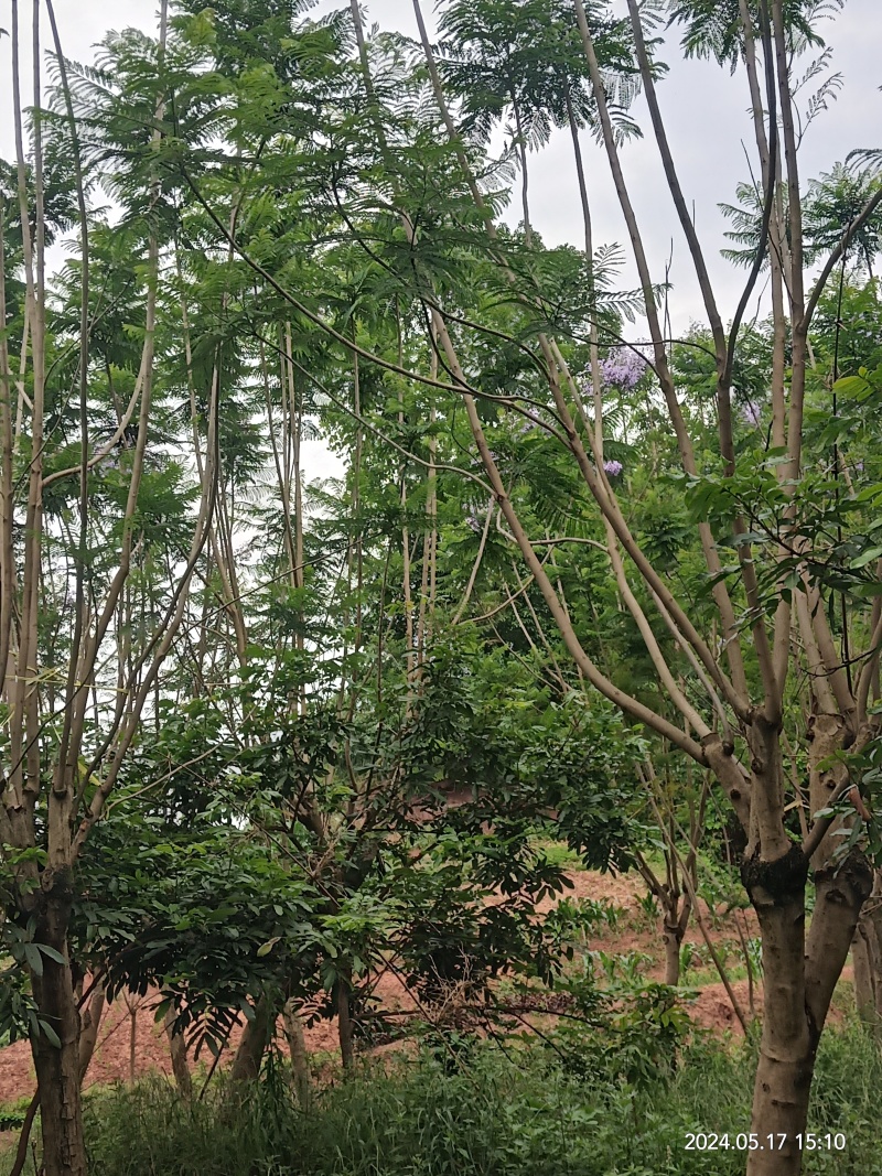 泸县蓝花楹新鲜上市，**特惠，快来选购！