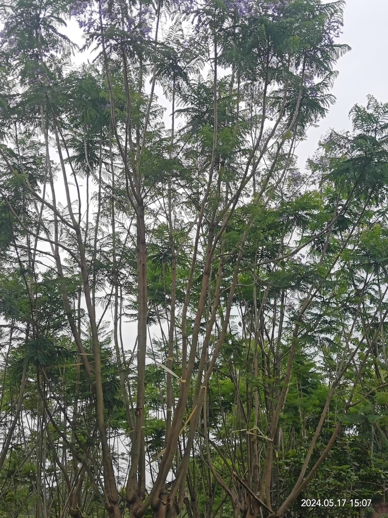 泸县蓝花楹新鲜上市，**特惠，快来选购！