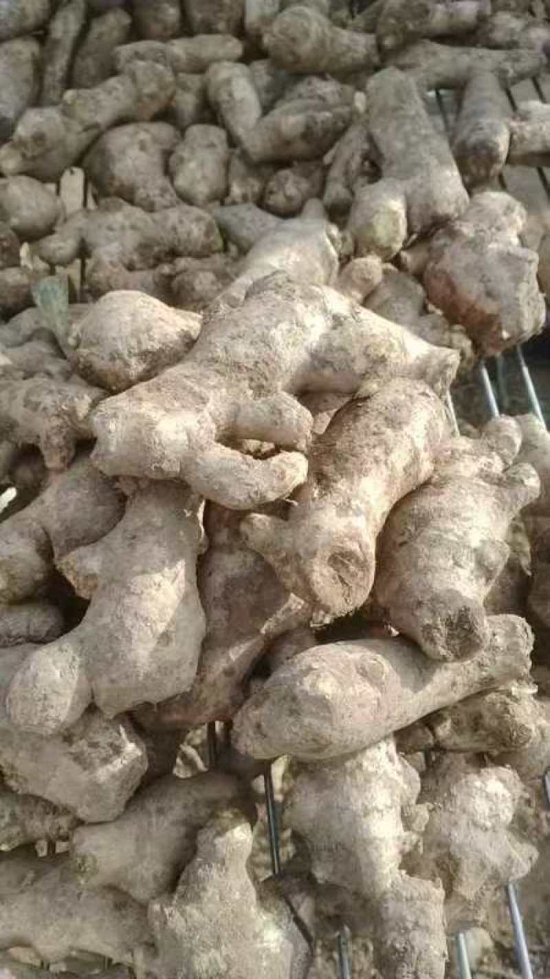 水洗老姜母1.7左右，圆头大姜大量有货品质保证量大从优