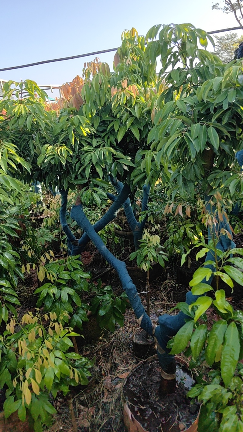 荔枝苗仙进奉苗妃子笑苗桂味苗等各种大中小苗保真包售后自家苗场