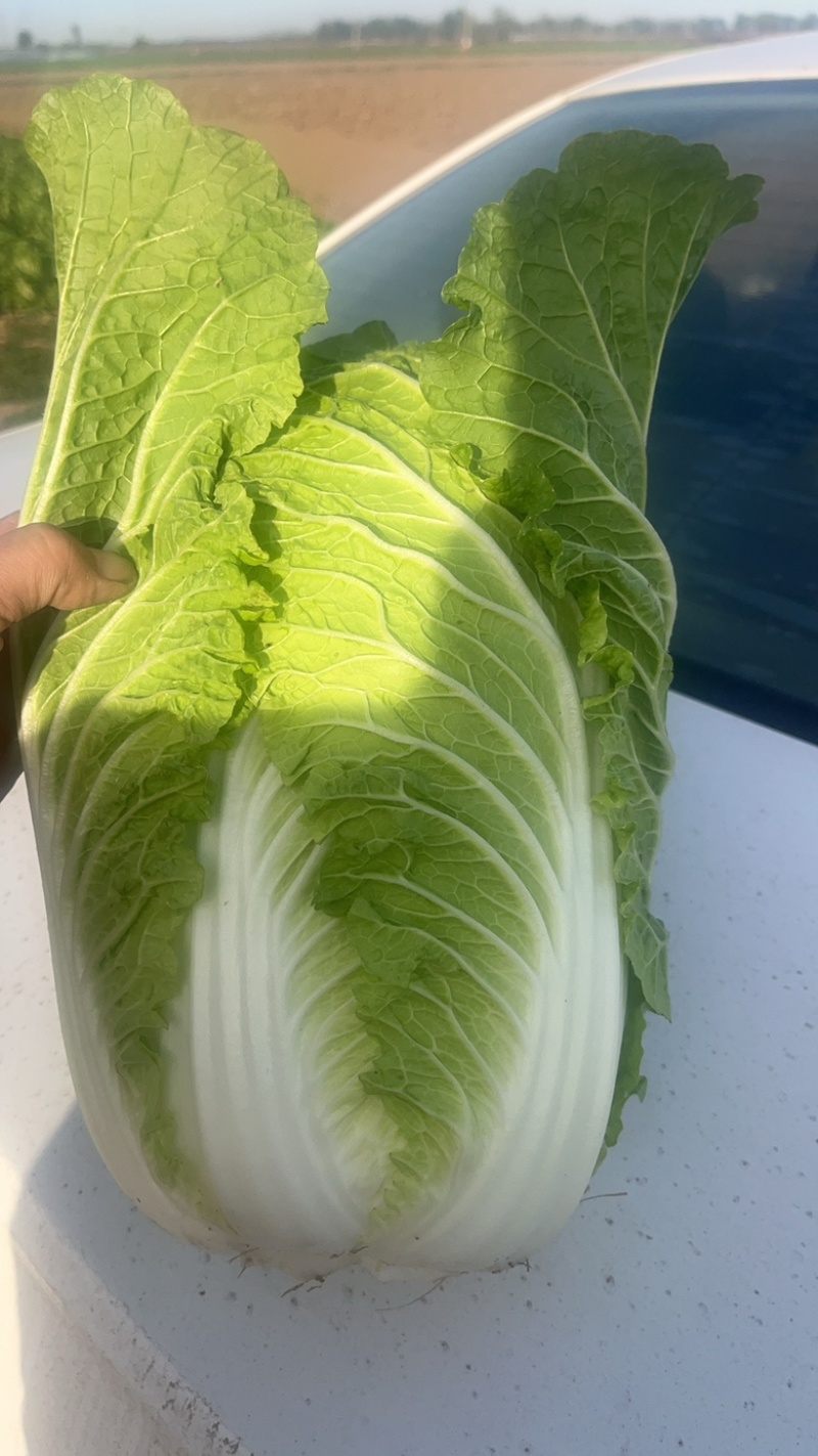 精品黄心