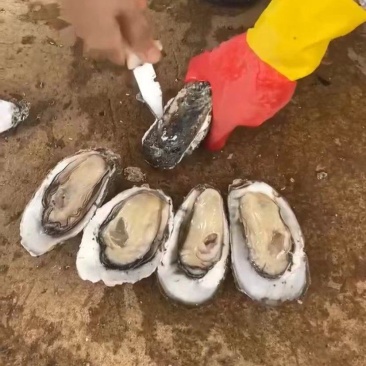 湛江生蚝