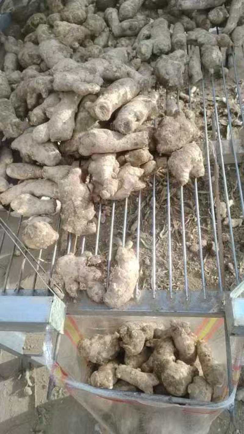 精品手选过筛老姜母，支持水洗，也卖泥姜，都是老姜母