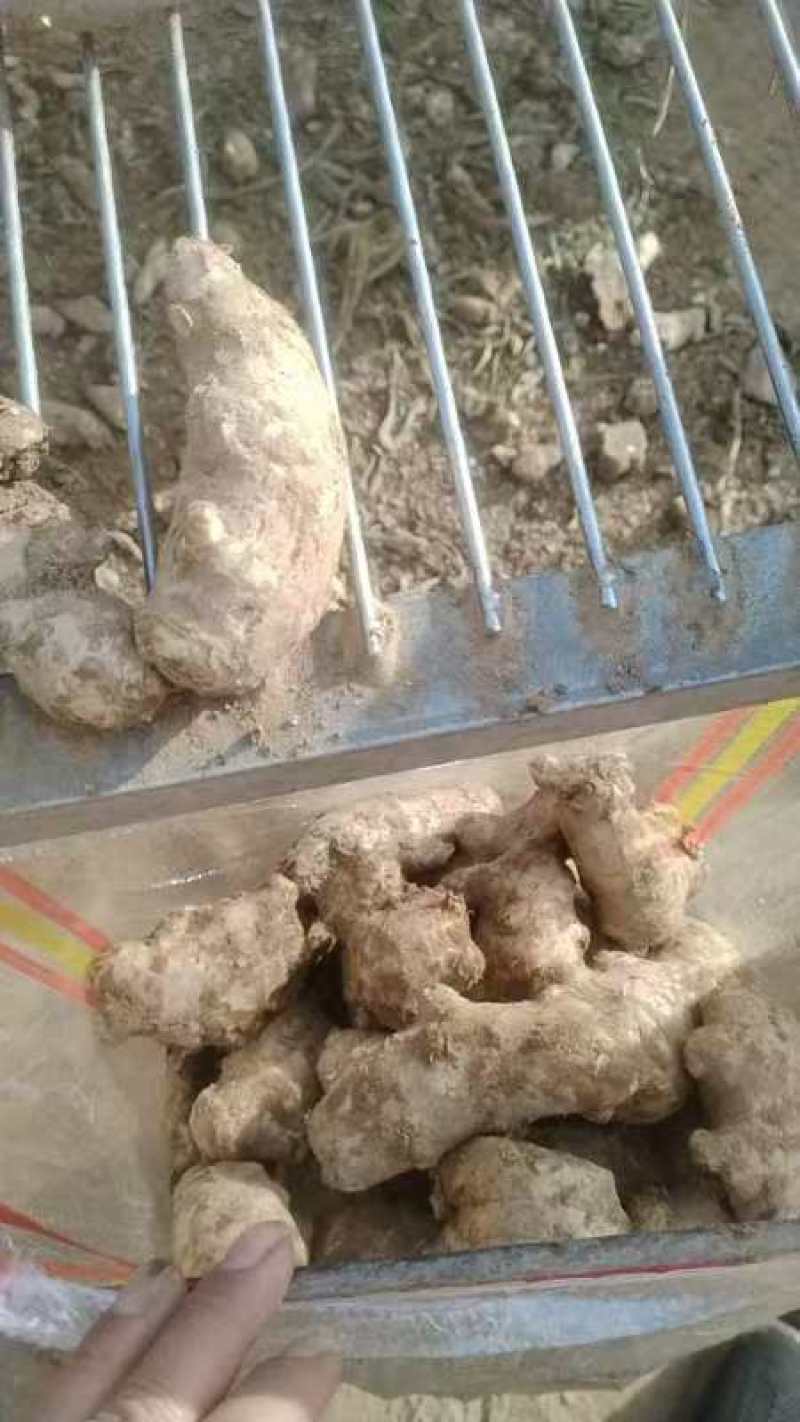 精品手选过筛老姜母，支持水洗，也卖泥姜，都是老姜母
