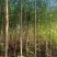 3/4/5/6/7/8/9公分精品杜仲