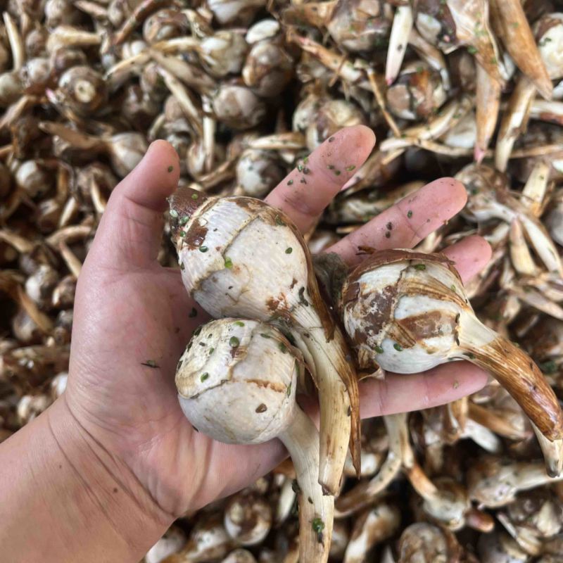 云南精品蓝皮冬季茨菇大量上市产地直销货源充足