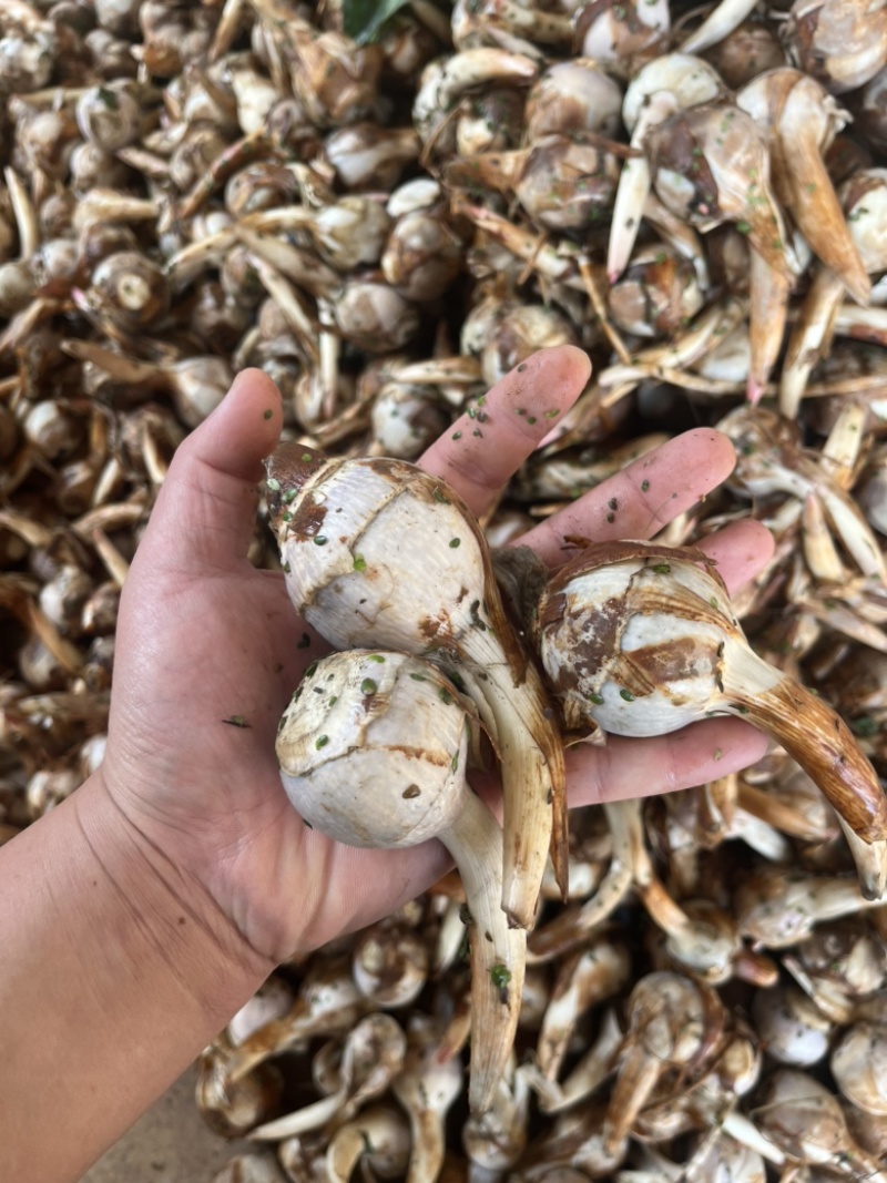 云南精品蓝皮冬季茨菇大量上市产地直销货源充足