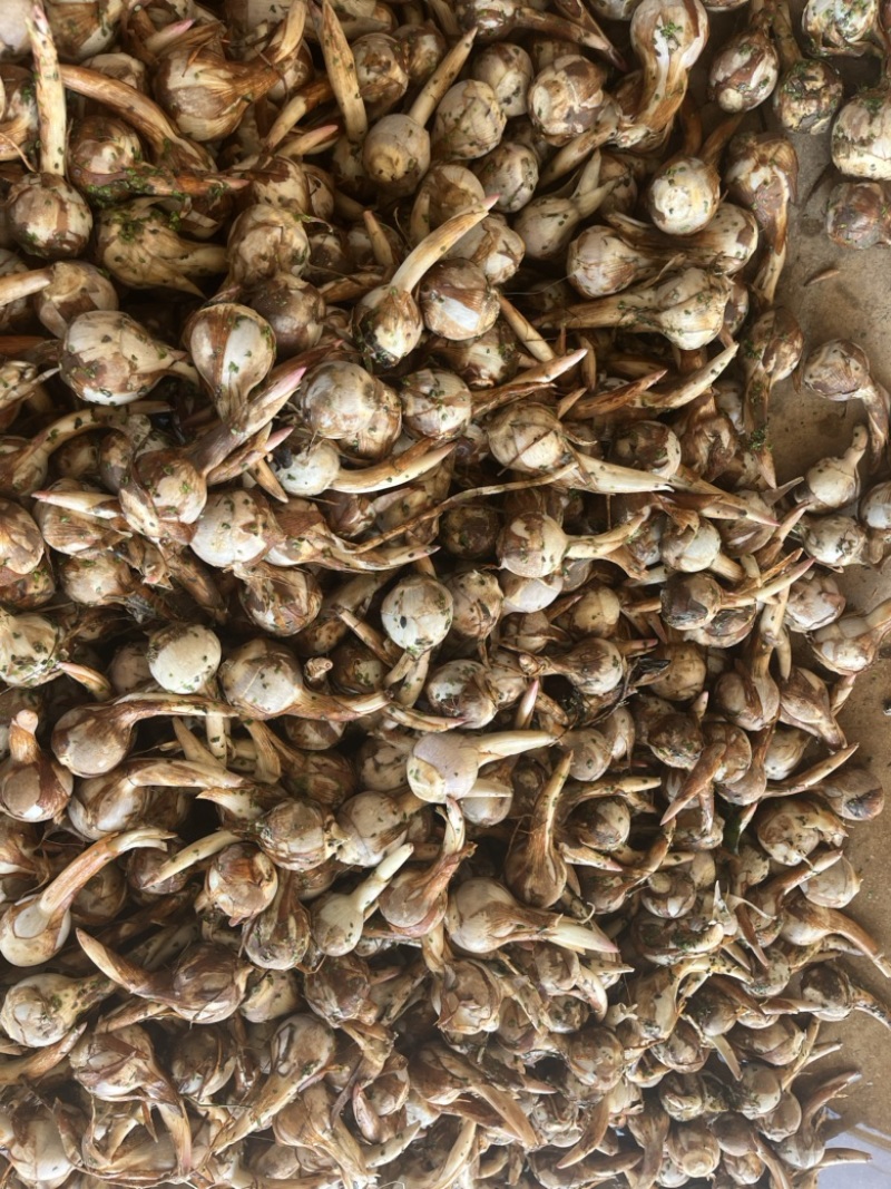 云南精品蓝皮冬季茨菇大量上市产地直销货源充足