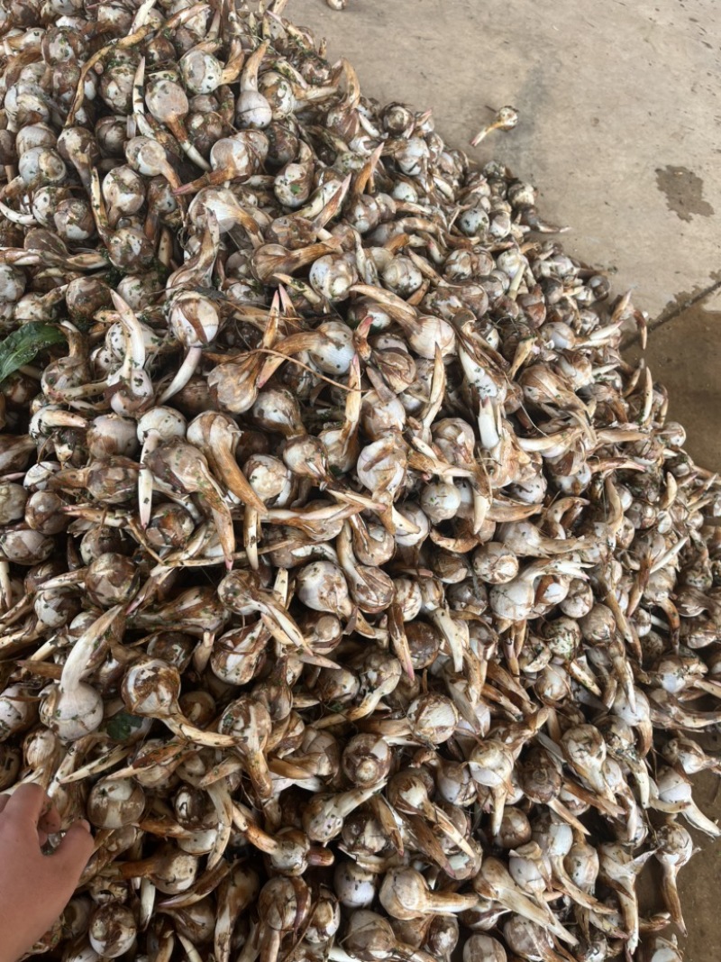 云南精品蓝皮冬季茨菇大量上市产地直销货源充足