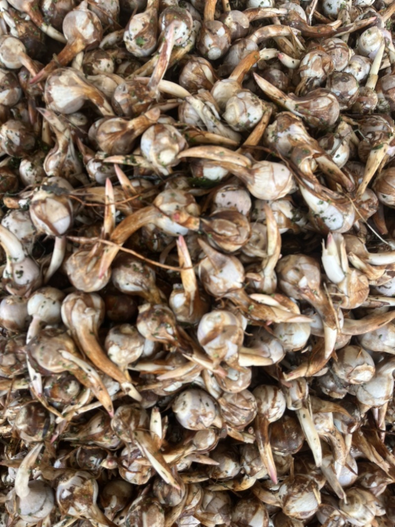 云南精品蓝皮冬季茨菇大量上市产地直销货源充足