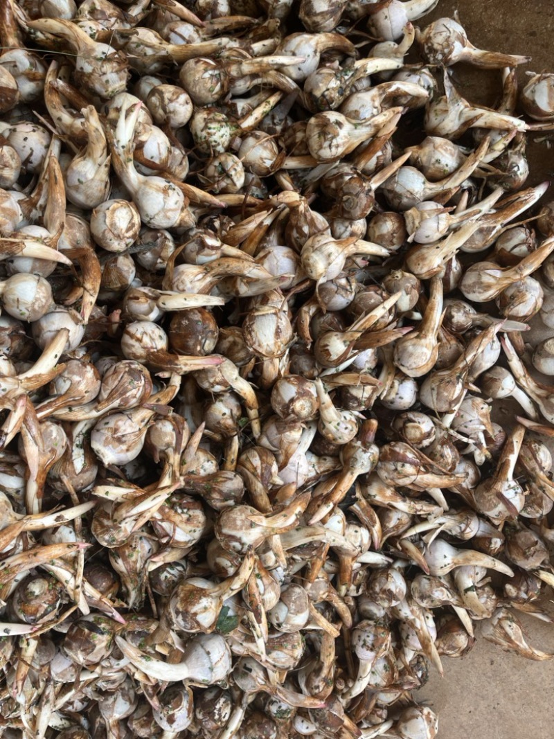 云南精品蓝皮冬季茨菇大量上市产地直销货源充足