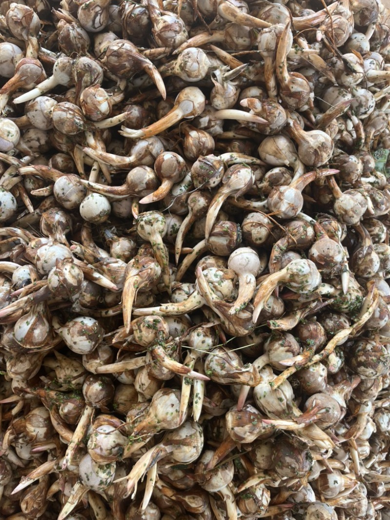 云南精品蓝皮冬季茨菇大量上市产地直销货源充足