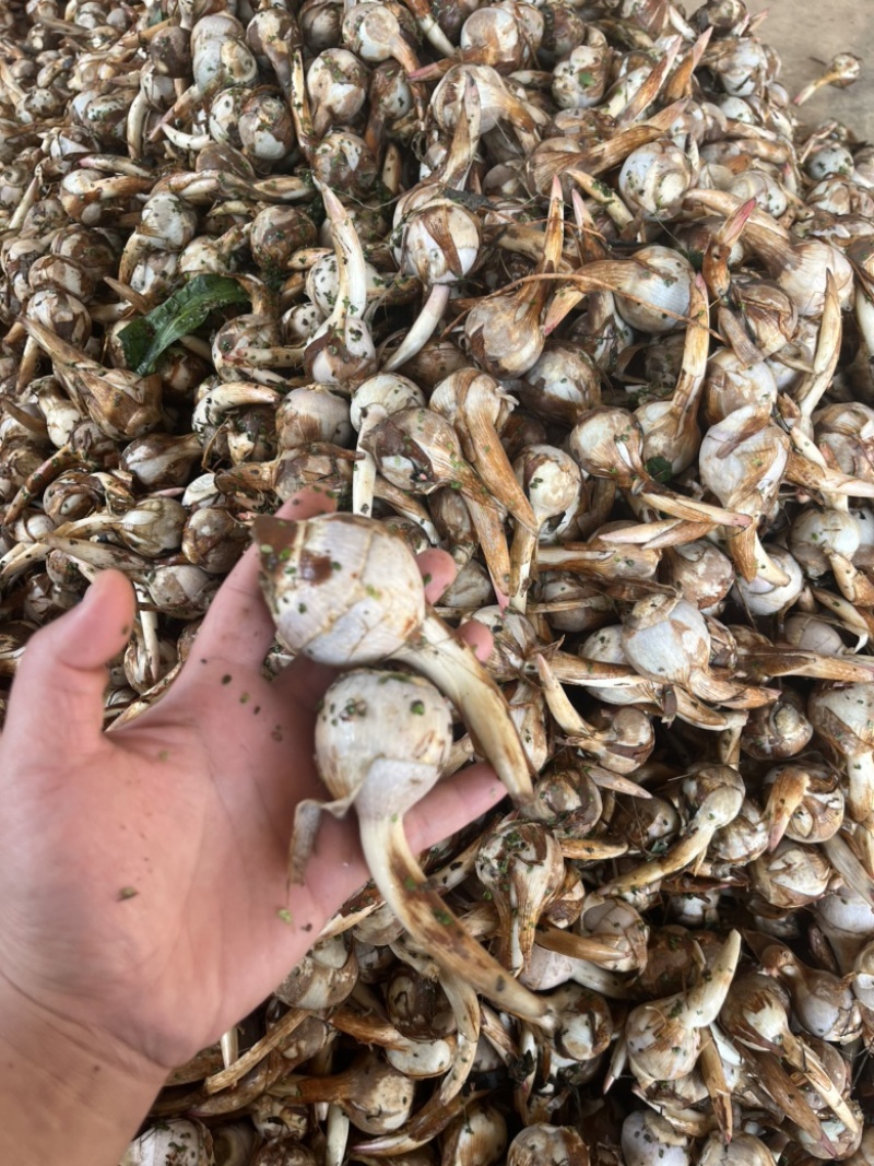 云南精品蓝皮冬季茨菇大量上市产地直销货源充足