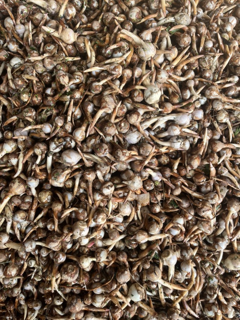 云南精品蓝皮冬季茨菇大量上市产地直销货源充足