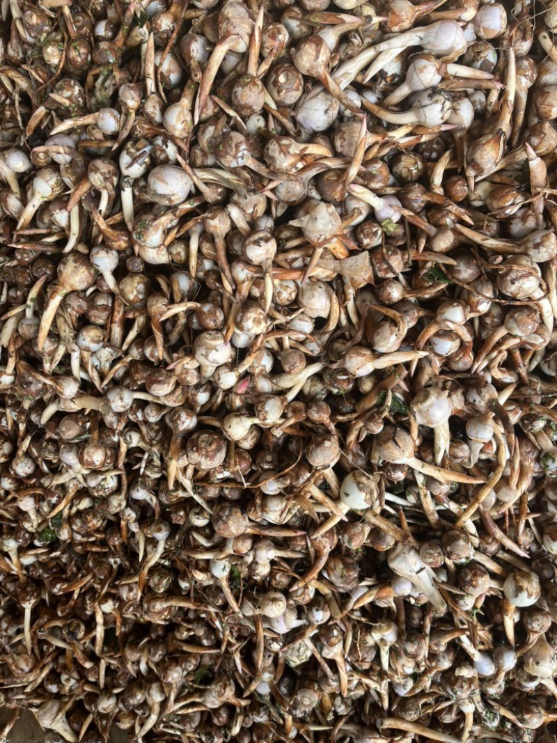 云南精品蓝皮冬季茨菇大量上市产地直销货源充足