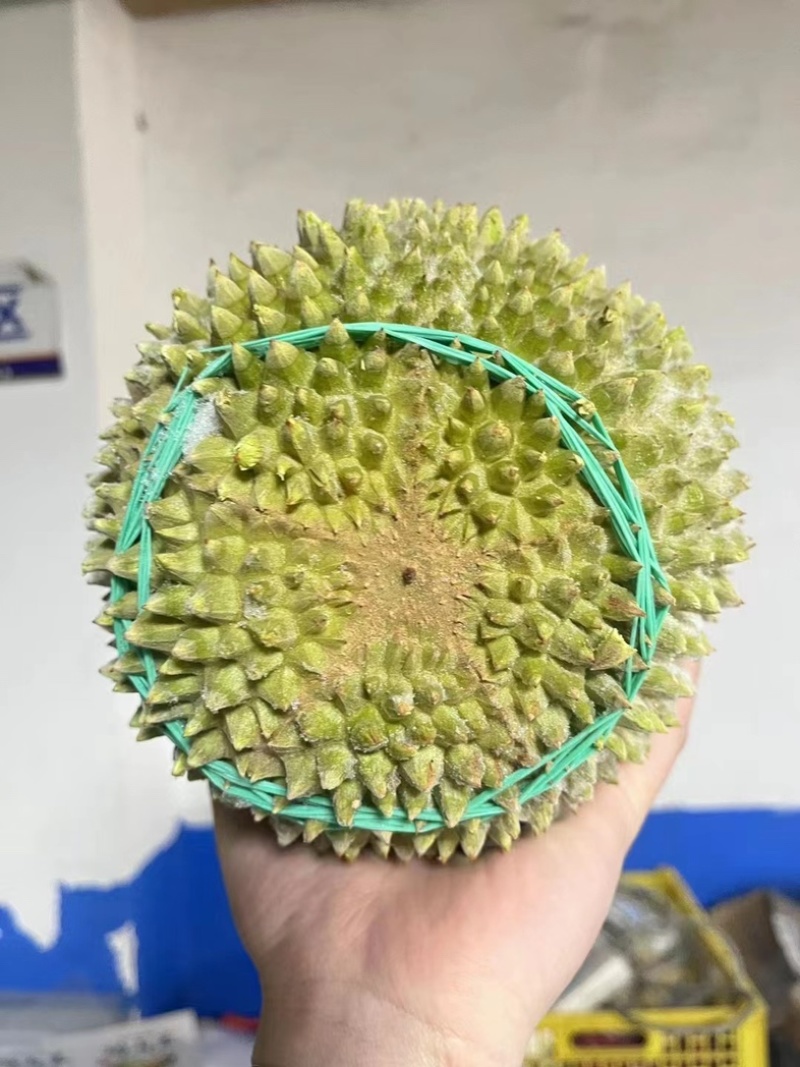马来西亚黑剌榴莲