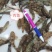 肉鱼大量有货