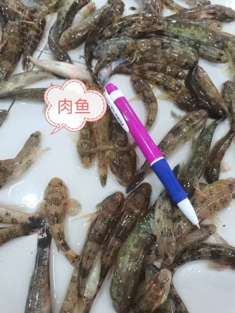 肉鱼大量有货