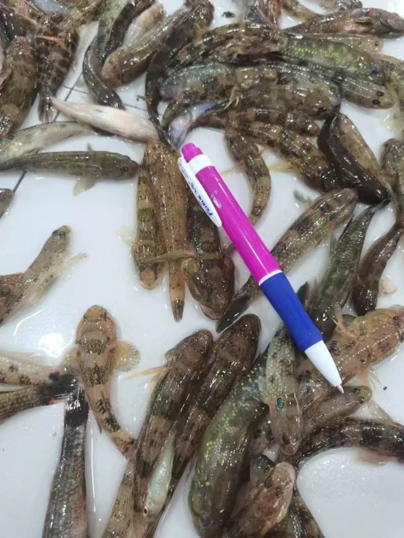 肉鱼大量有货