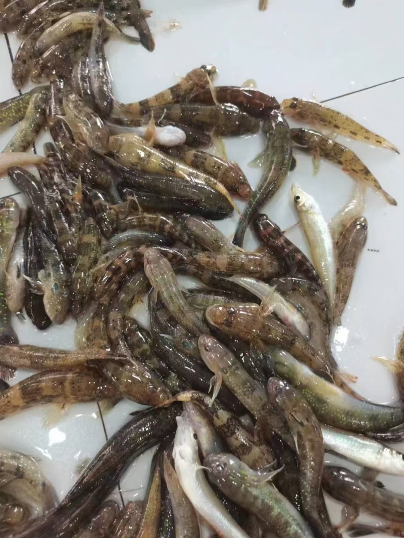 肉鱼大量有货
