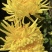 金丝皇菊