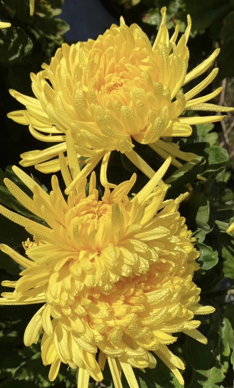 金丝皇菊