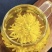 金丝皇菊
