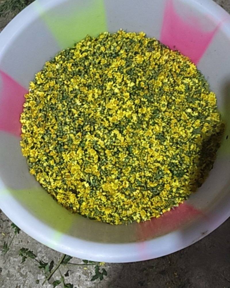 贵州高山野菊花