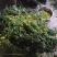 贵州高山野菊花