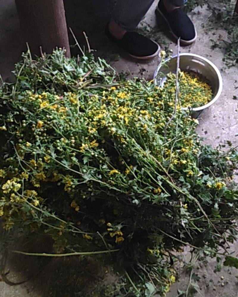 贵州高山野菊花