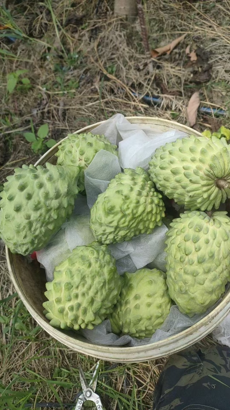 凤梨释迦基地直采供应全国批发市场社区团购