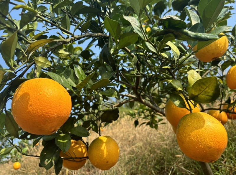 蜜香脐橙