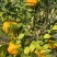 蜜香脐橙