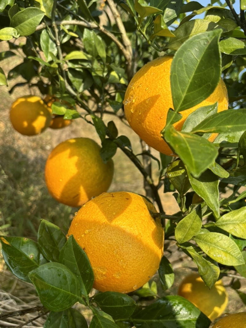 蜜香脐橙
